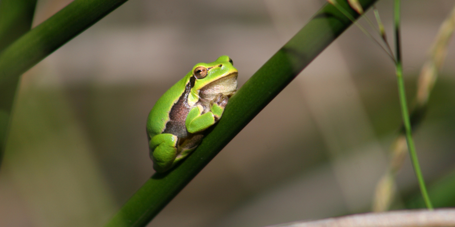 Rainette verte posée sur une branche de bambou